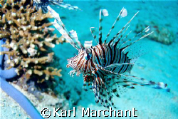 Lion Fish Stalking by Karl Marchant 